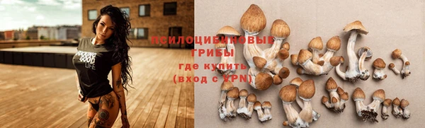 стаф Покачи